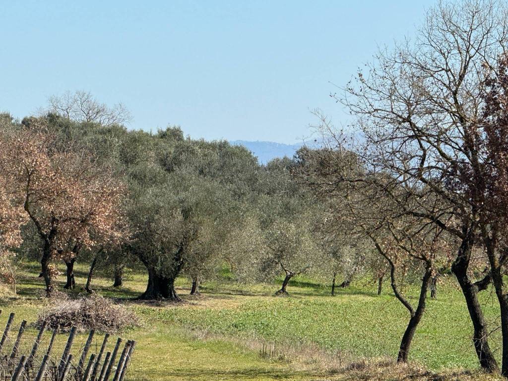 immagine annuncio 2 di 4