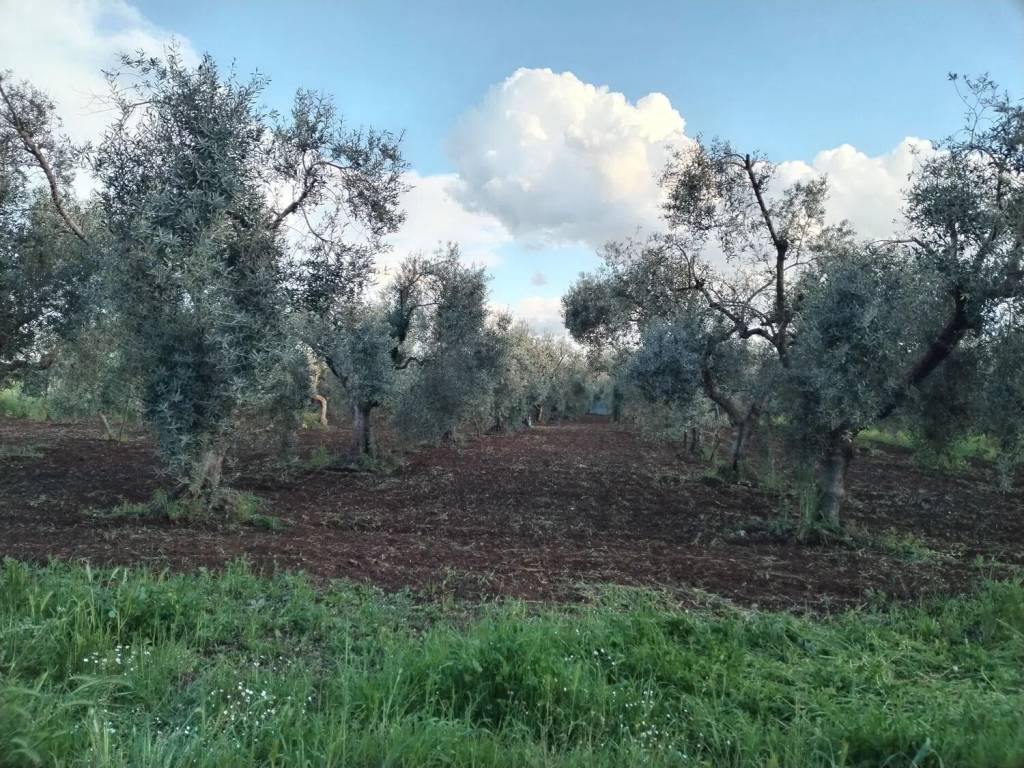 immagine annuncio 1 di 3