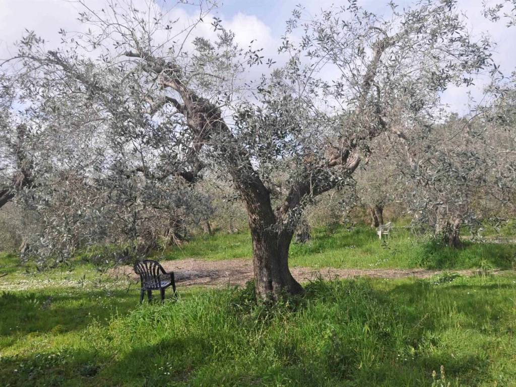 immagine annuncio 3 di 4