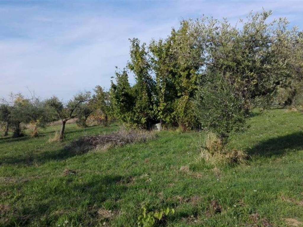 immagine annuncio 1 di 2