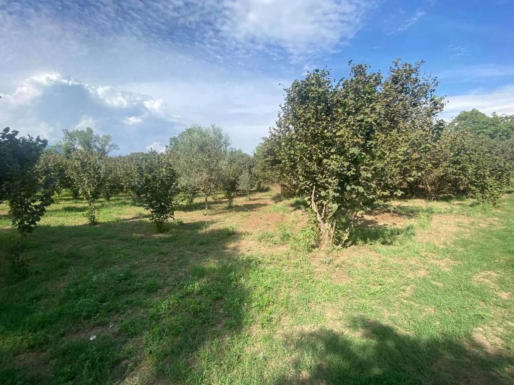immagine annuncio 3 di 4