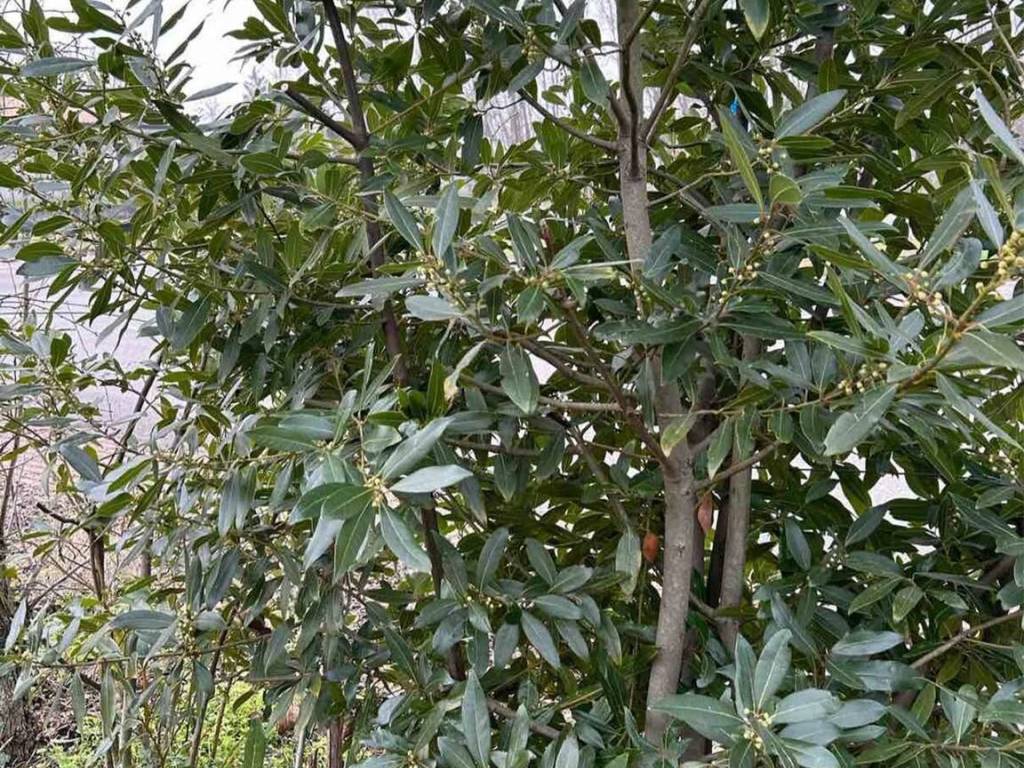 immagine annuncio 1 di 4