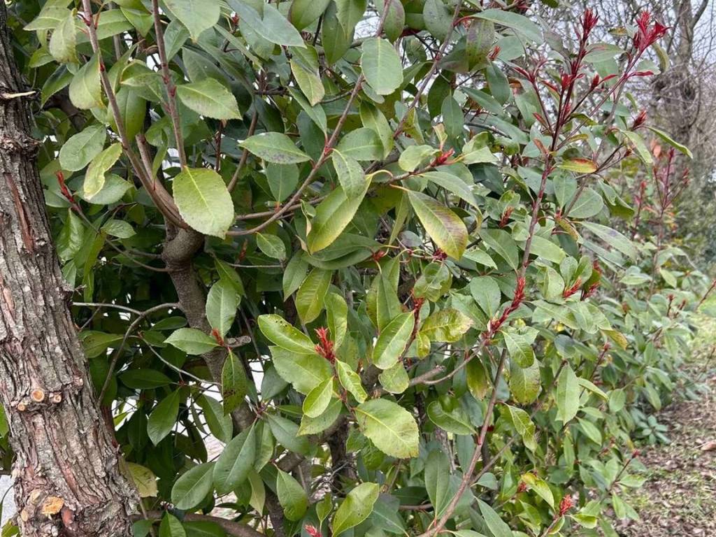 immagine annuncio 2 di 4