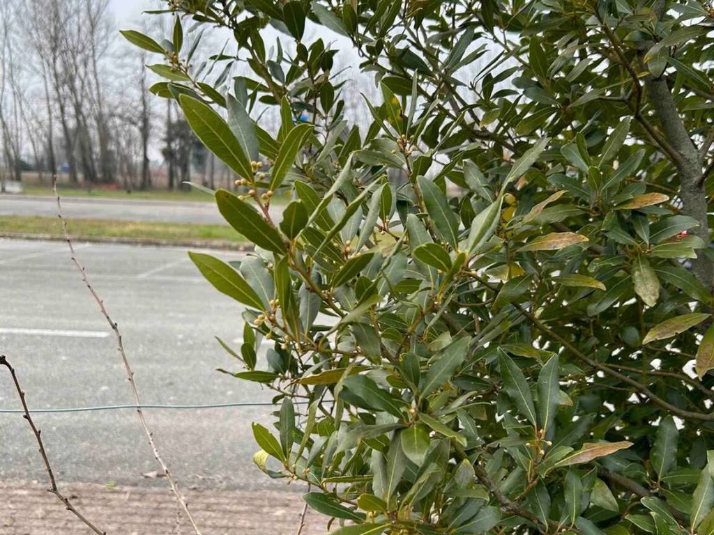 immagine annuncio 3 di 4