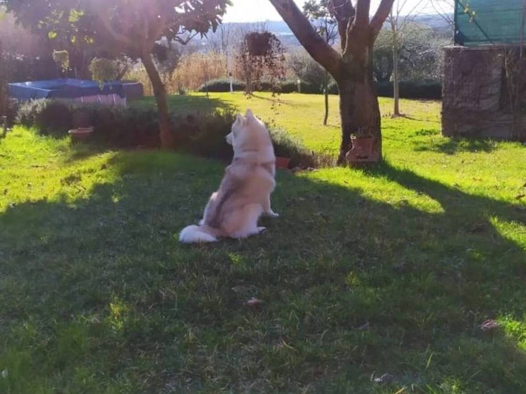 immagine annuncio 1 di 4