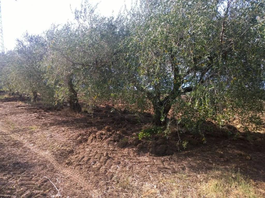 immagine annuncio 1 di 3