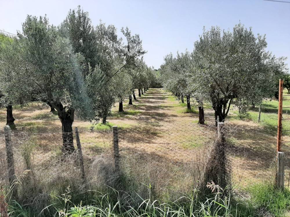 immagine annuncio 2 di 4