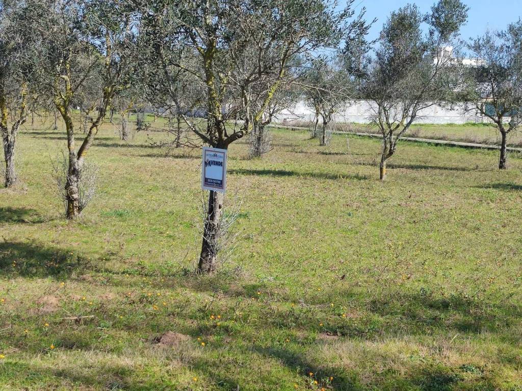 immagine annuncio 2 di 4