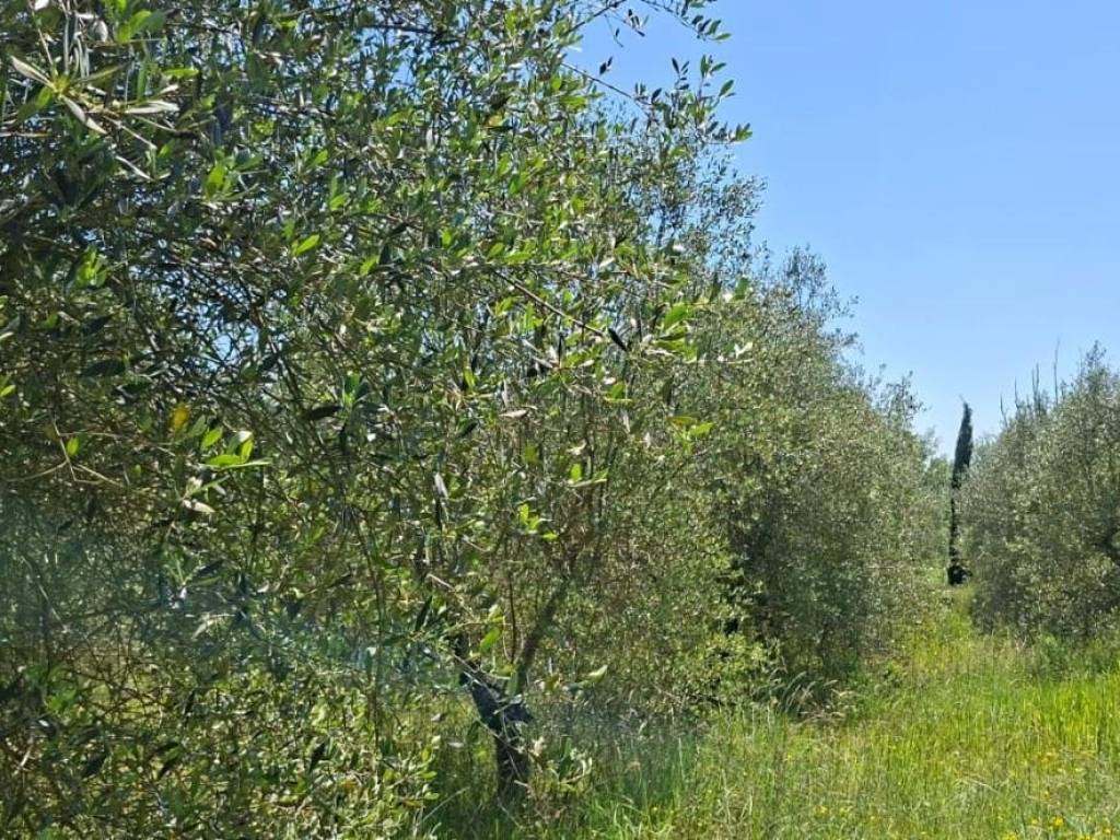 immagine annuncio 2 di 4