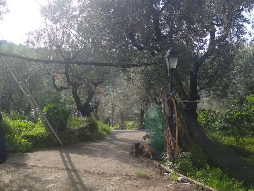 immagine annuncio 2 di 4
