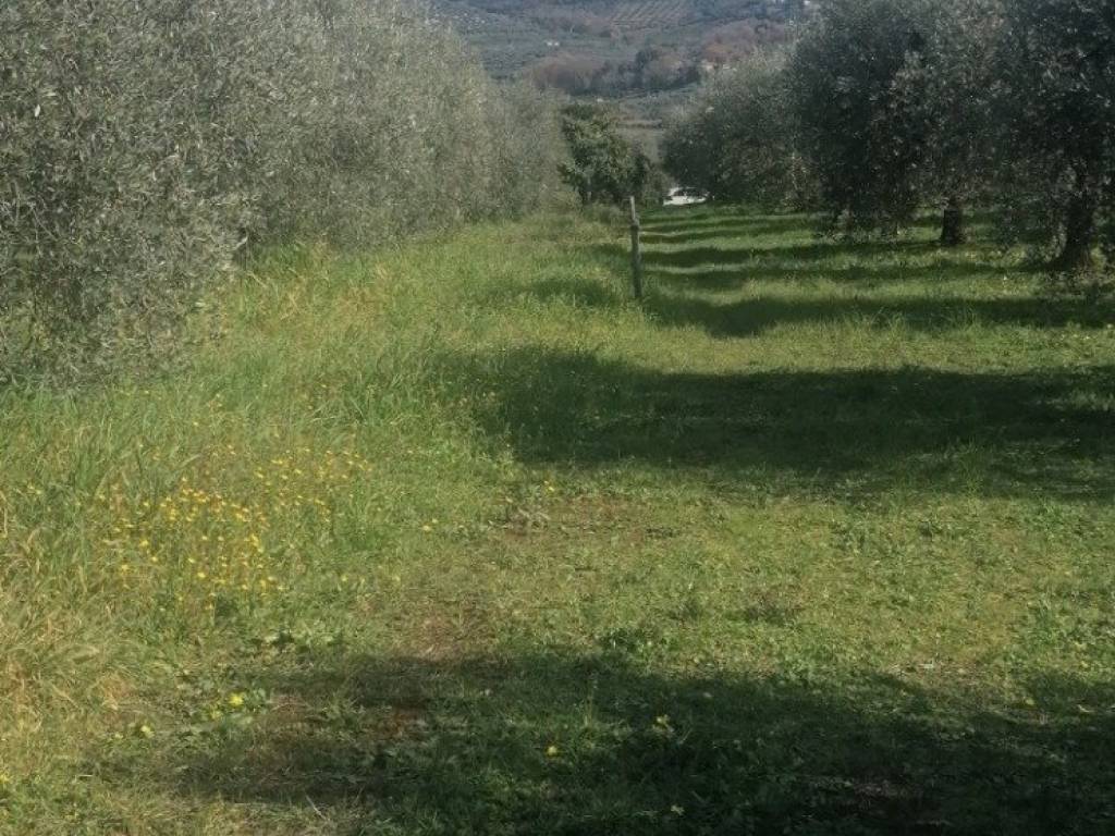 immagine annuncio 2 di 3
