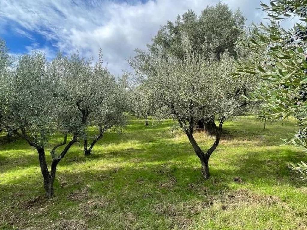 immagine annuncio 2 di 4