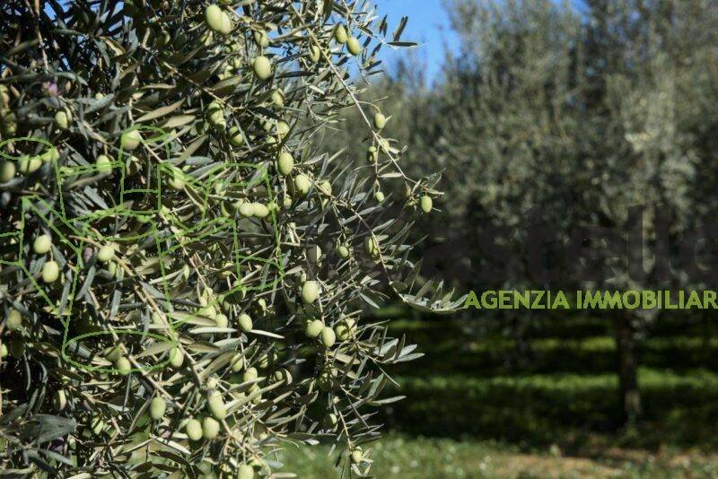 immagine annuncio 1 di 2