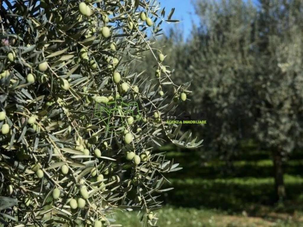immagine annuncio 1 di 3