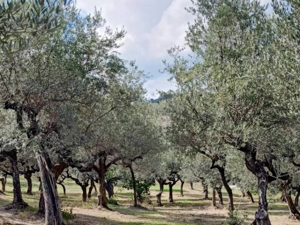 immagine annuncio 1 di 2