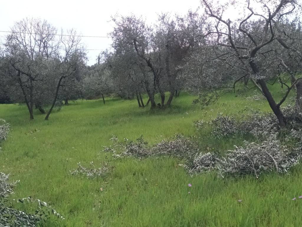 immagine annuncio 1 di 4