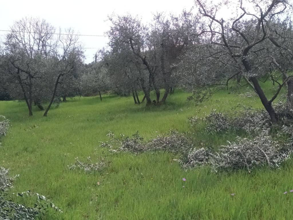 immagine annuncio 1 di 4