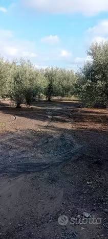 immagine annuncio 1 di 2