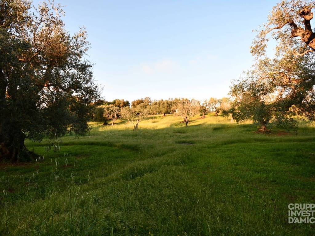 immagine annuncio 2 di 4