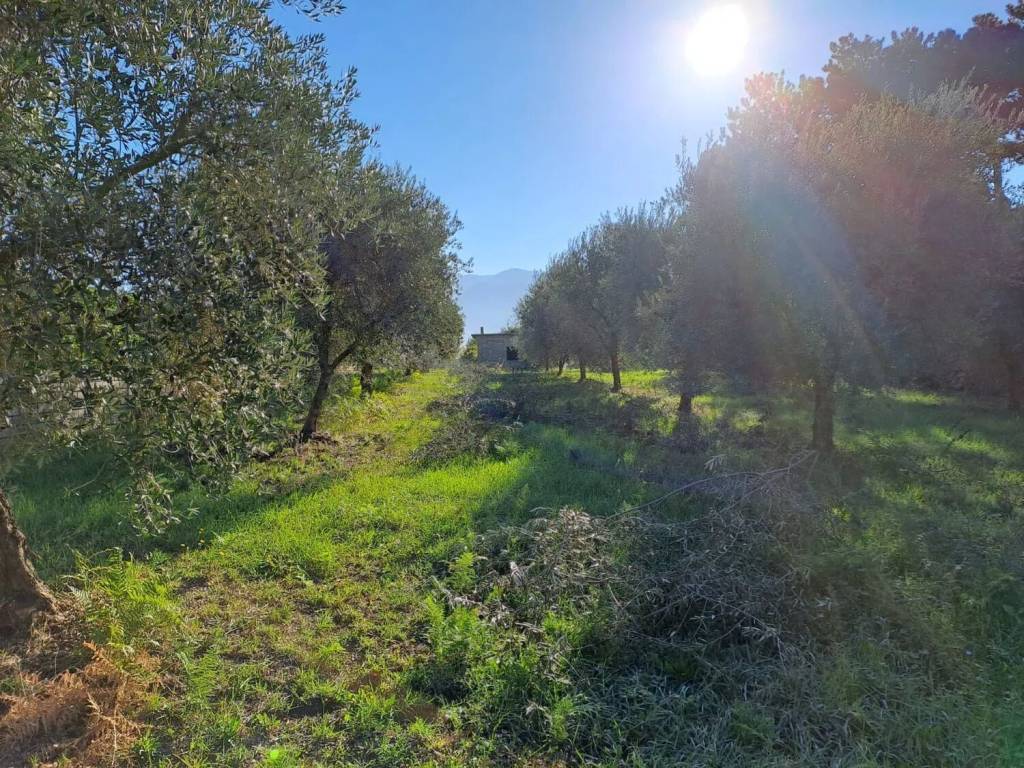 immagine annuncio 1 di 4