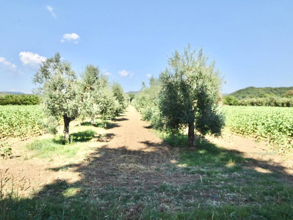 immagine annuncio 2 di 4