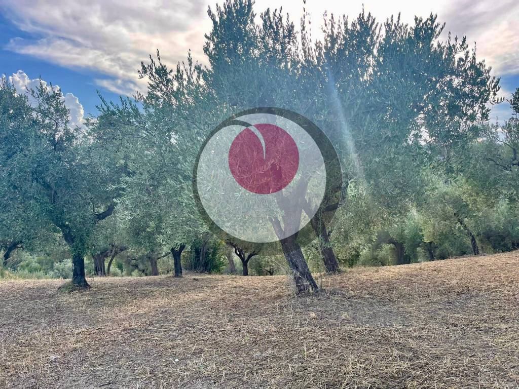 immagine annuncio 3 di 4