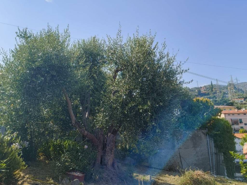 immagine annuncio 2 di 4