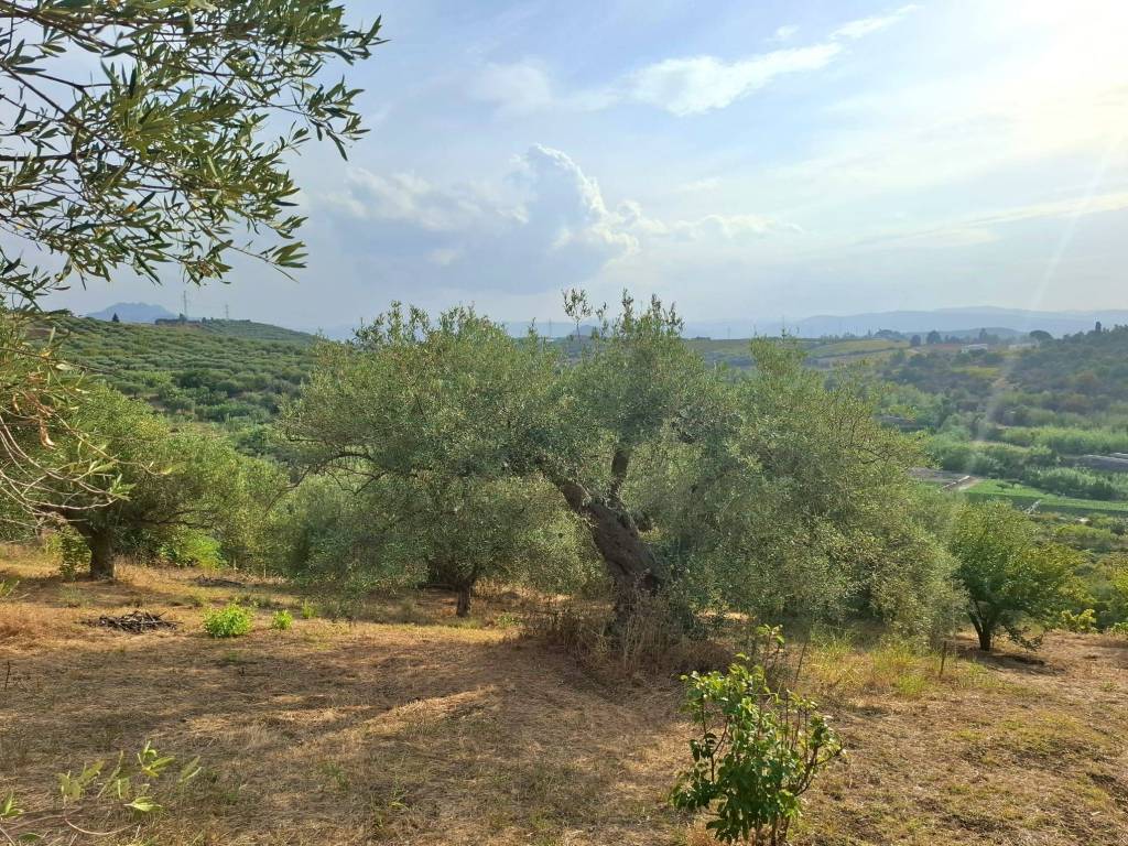 immagine annuncio 1 di 4
