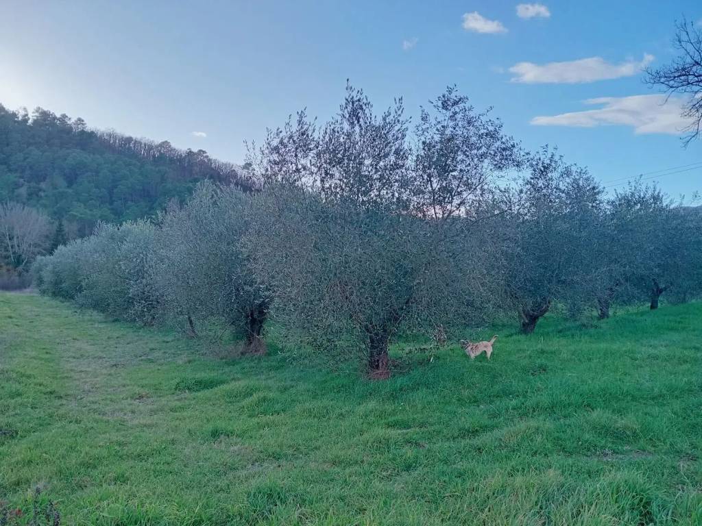 immagine annuncio 1 di 2
