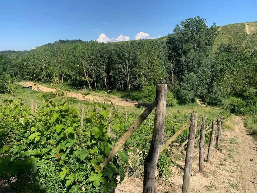 immagine annuncio 2 di 3