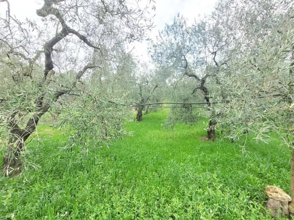 immagine annuncio 3 di 4