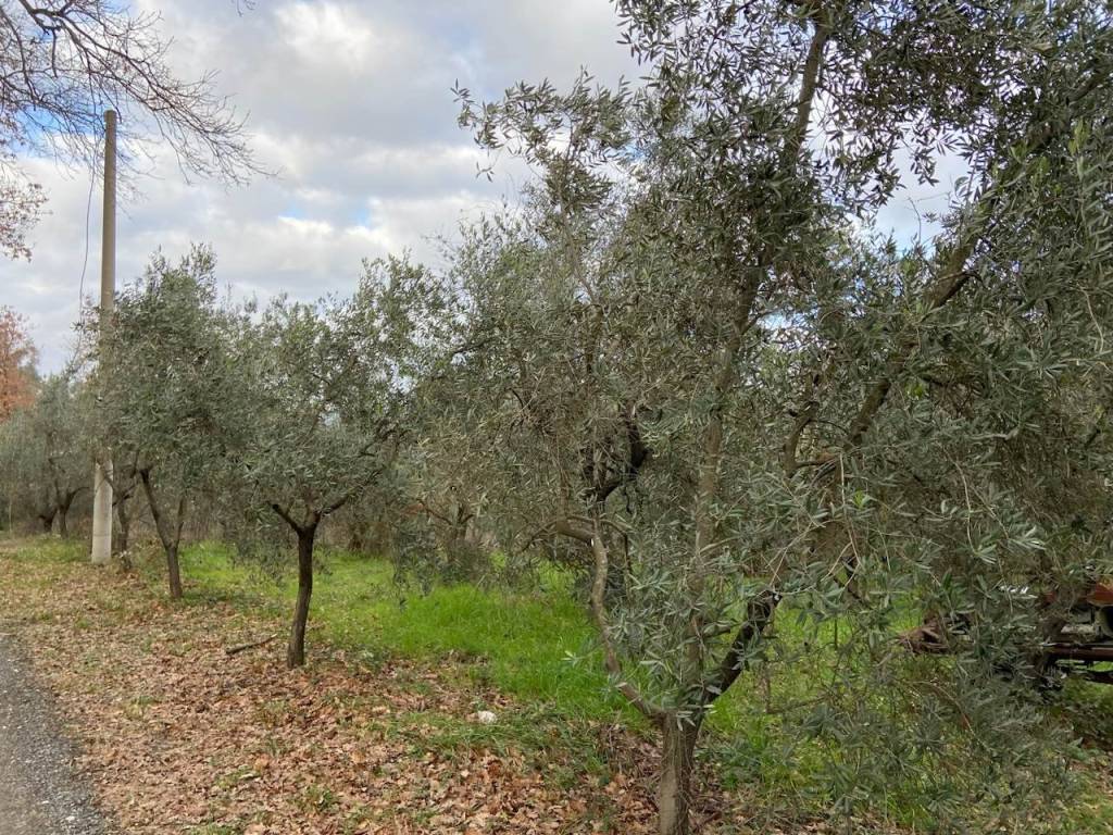 immagine annuncio 2 di 3