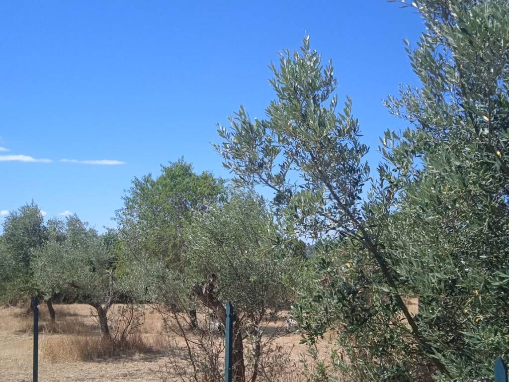 immagine annuncio 2 di 3