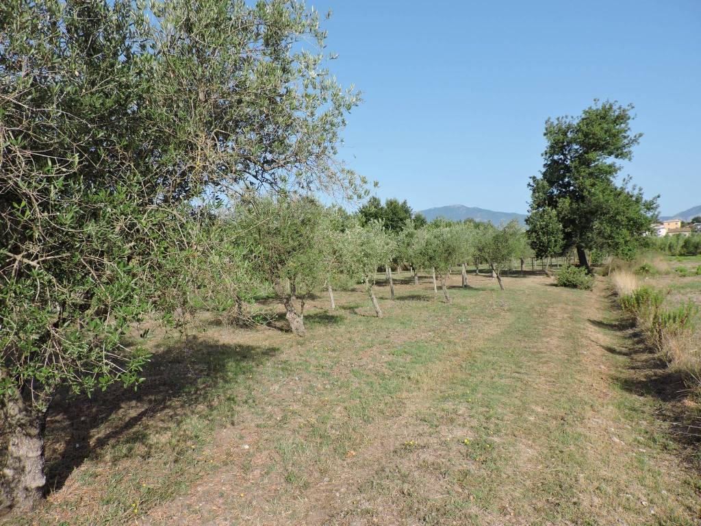 immagine annuncio 2 di 3