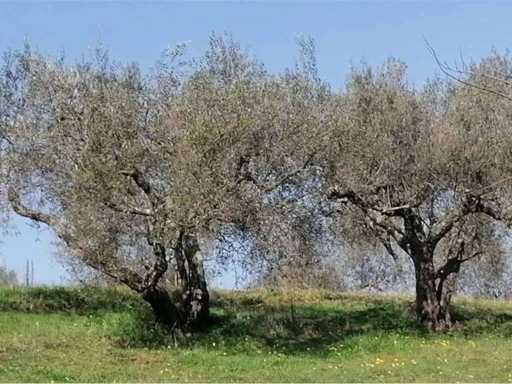immagine annuncio 1 di 4