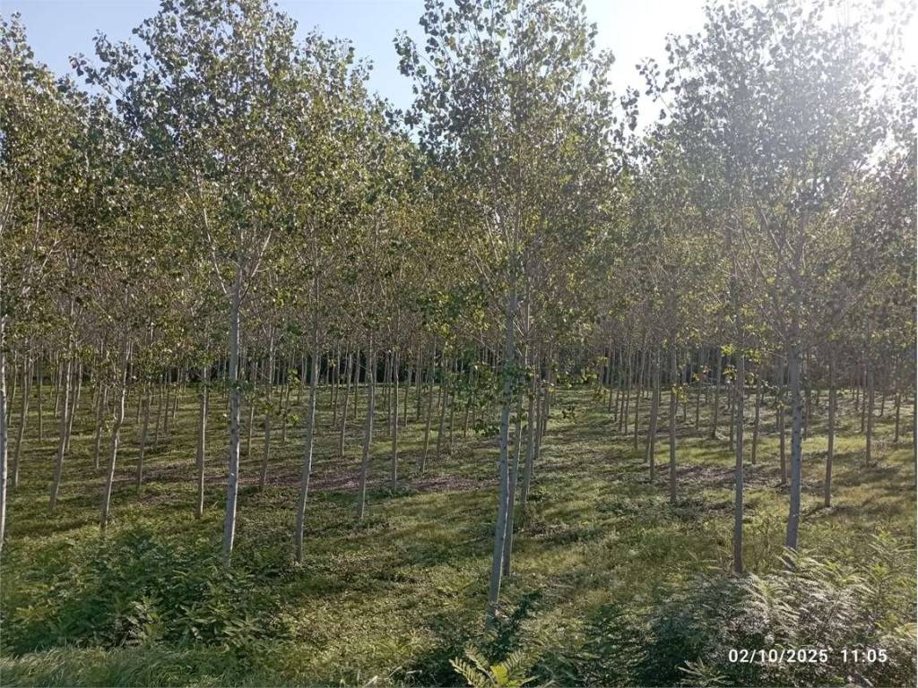 immagine annuncio 1 di 4