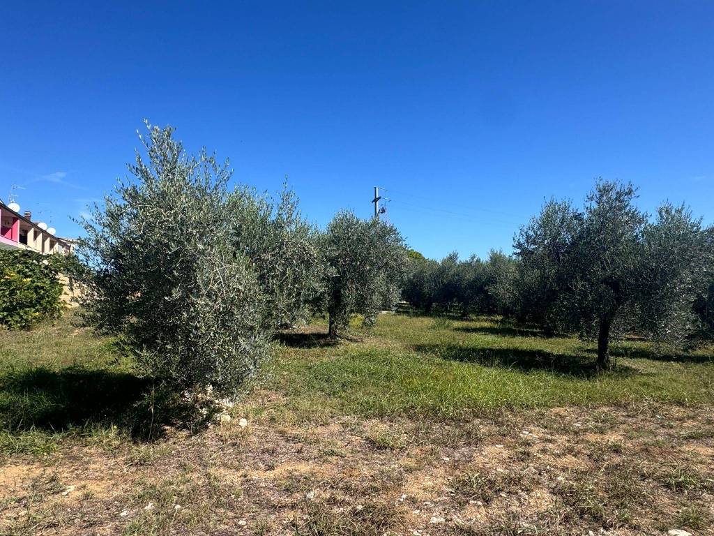 immagine annuncio 1 di 2