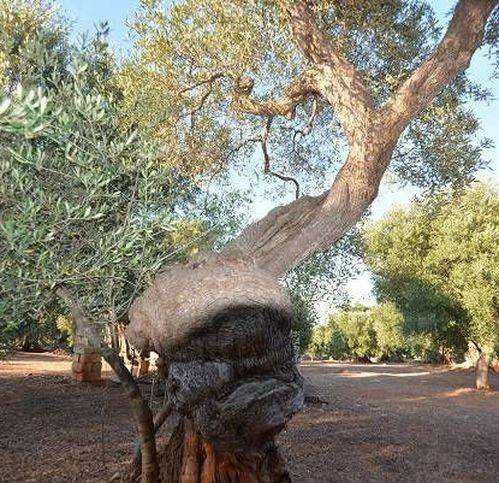 immagine annuncio 1 di 5