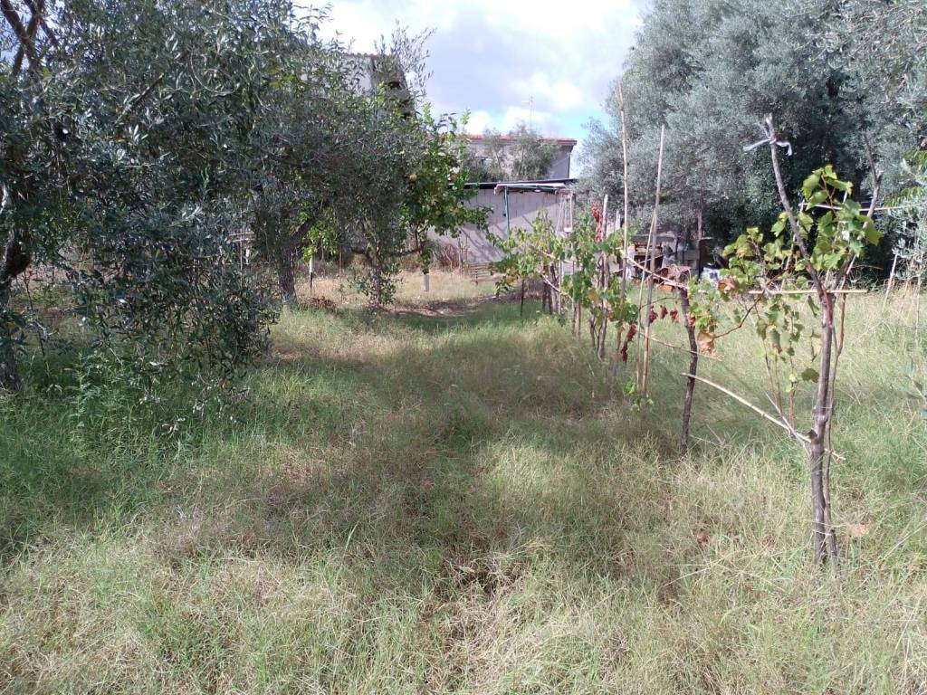 immagine annuncio 1 di 2