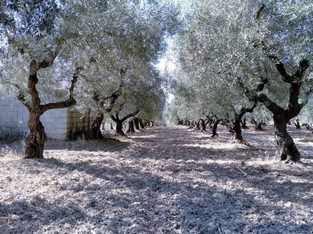 immagine annuncio 2 di 3
