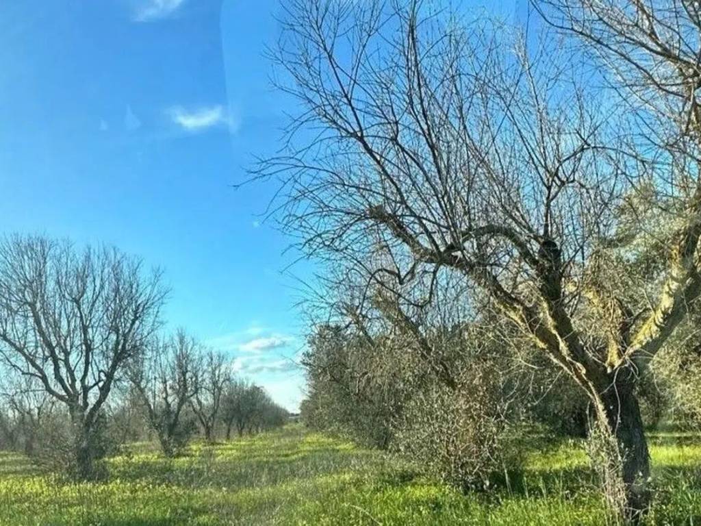 immagine annuncio 1 di 3