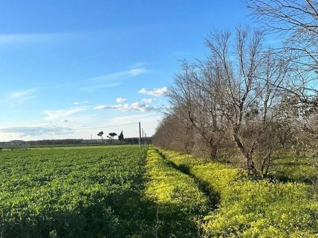 immagine annuncio 2 di 3