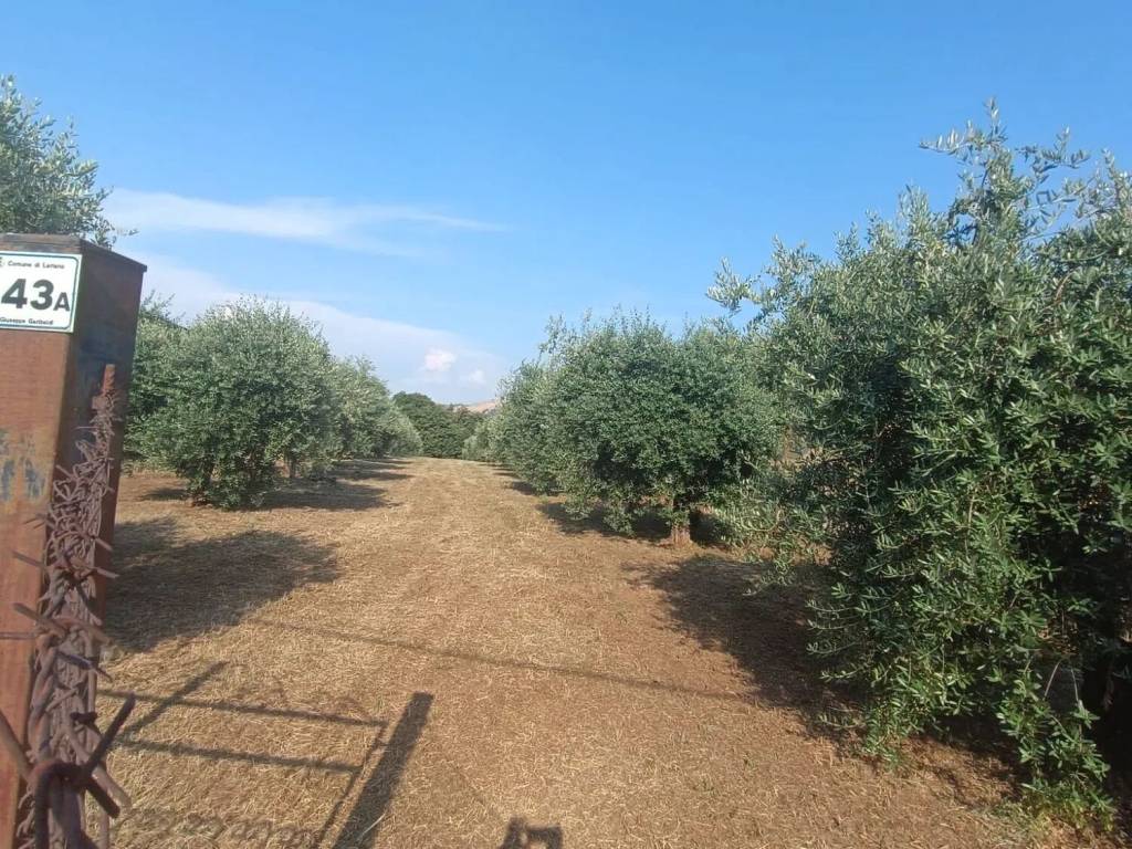 immagine annuncio 1 di 2