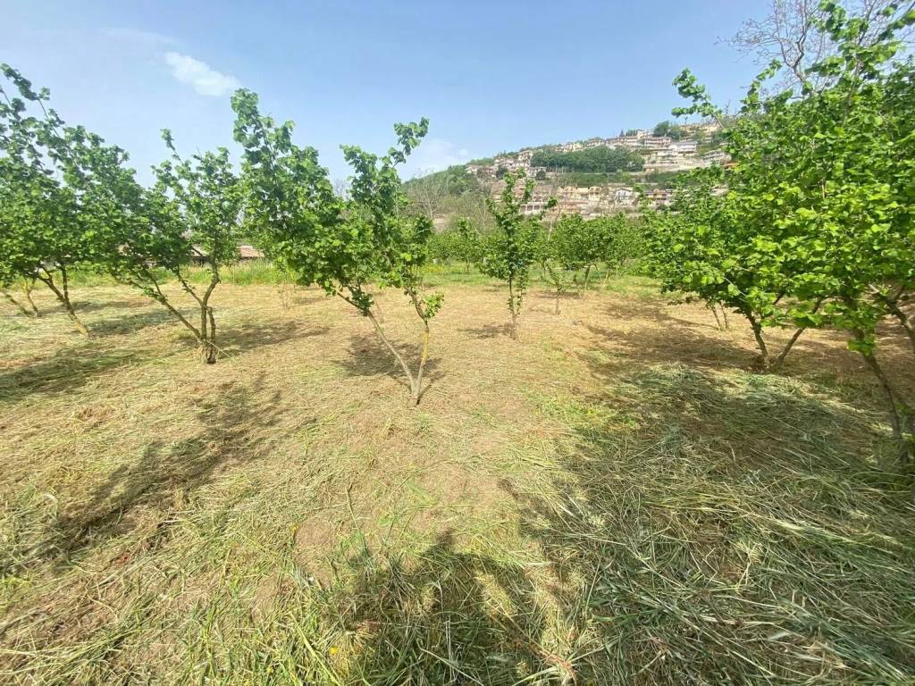 immagine annuncio 2 di 3