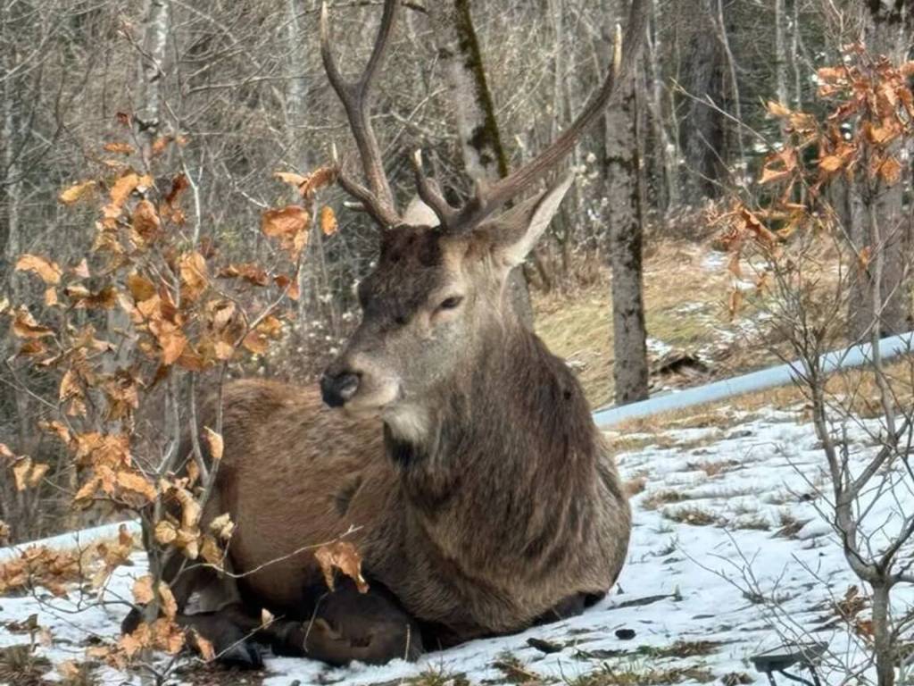 immagine annuncio 3 di 5