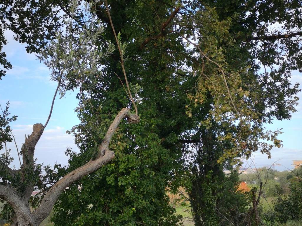 immagine annuncio 3 di 4