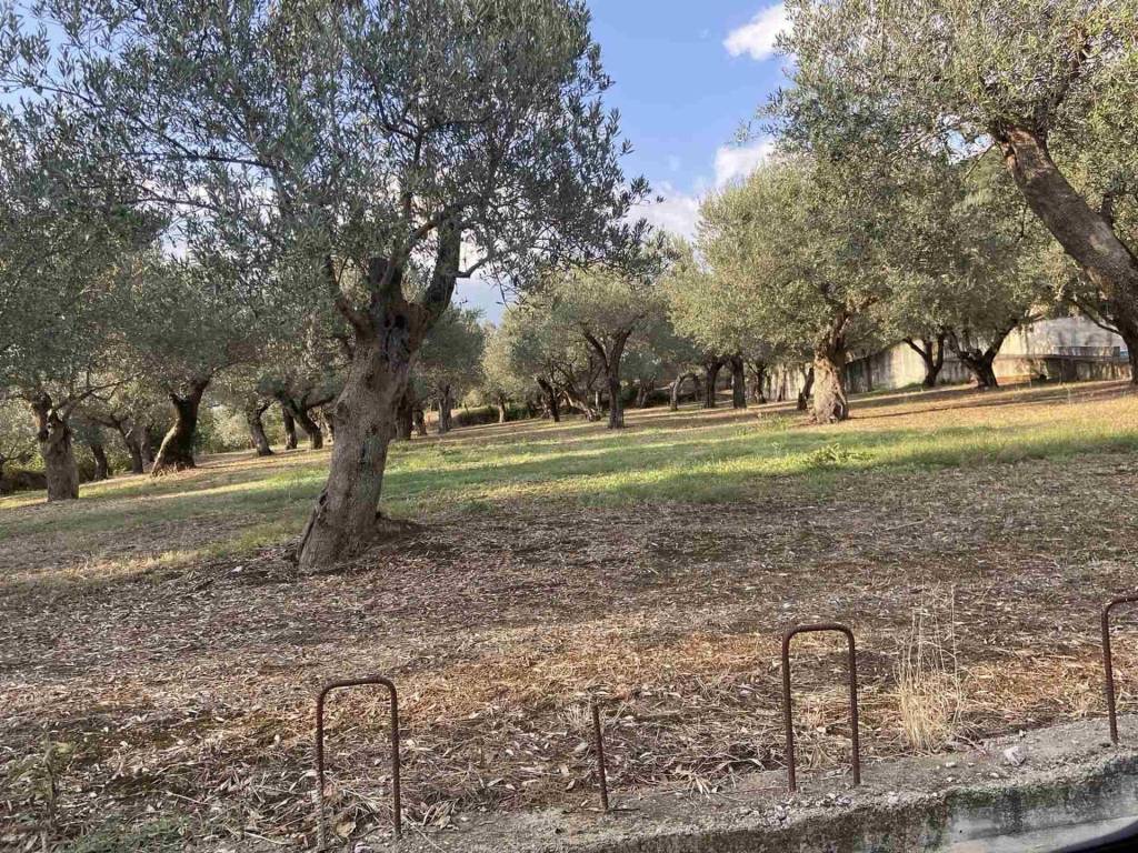 immagine annuncio 2 di 3