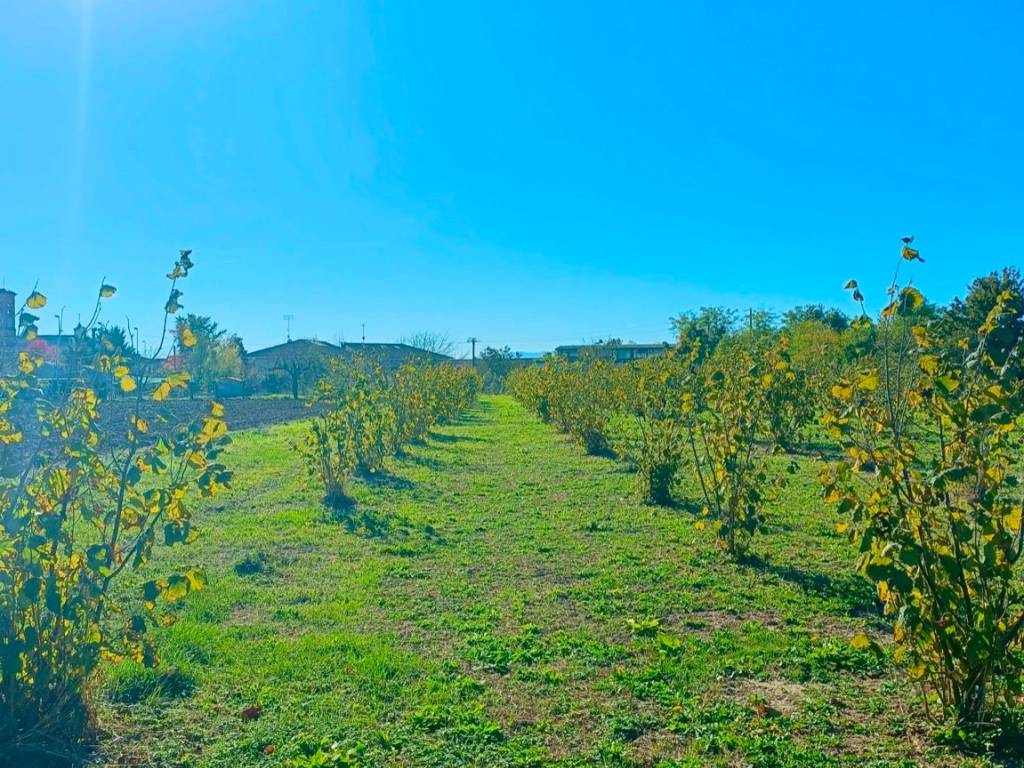 immagine annuncio 2 di 4