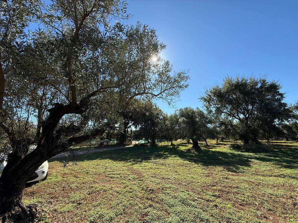 immagine annuncio 1 di 3