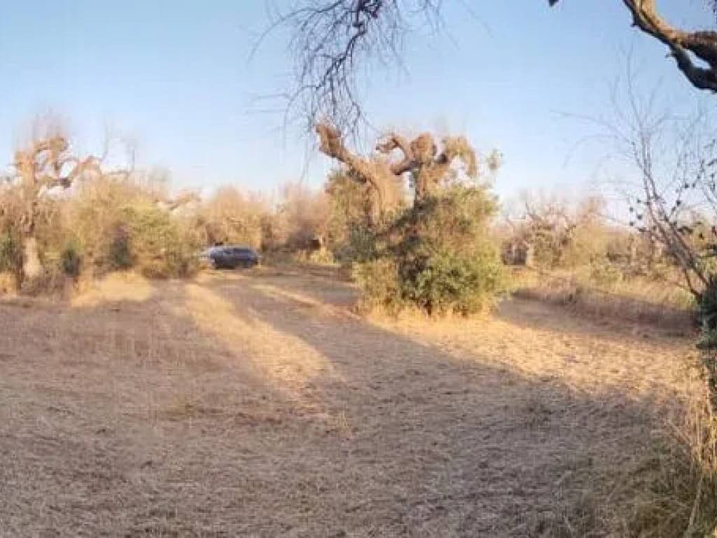 immagine annuncio 1 di 3